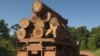 The UN says between 30 and 100 billion dollars are lost each year to the illegal trade in timber. (UNEP)