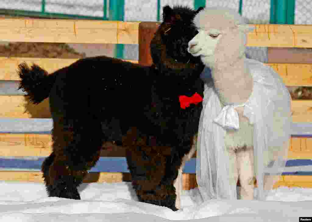 Young alpacas, Romeo (L) and female Juliette, walk inside their open air enclosure as employees congratulate coupled animals on Valentine's Day at the Roev Ruchey Zoo in Krasnoyarsk, Russia.