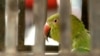 Parrot