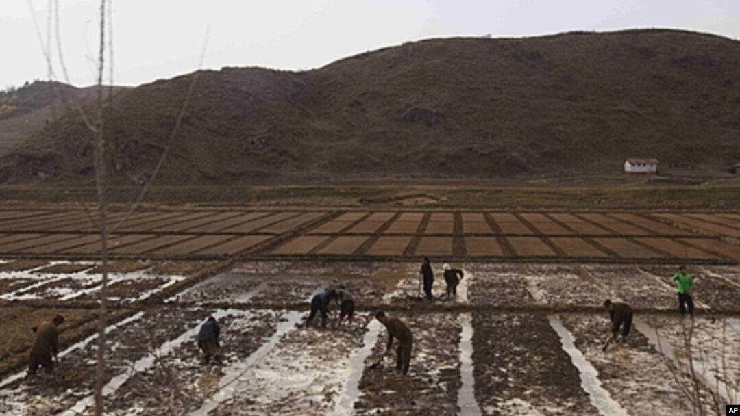 People work in a field outside of Kaesong, North Korea, April 17, 2011. North Korea's perennial food shortage reached a crisis point in 2011, aid workers say, because of torrential rains, the coldest winter in 60 years and rising food prices.
