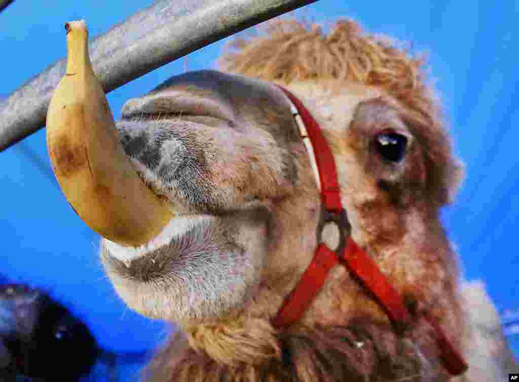 A white camel eats a banana in its enclosure in Frankfurt, Germany.