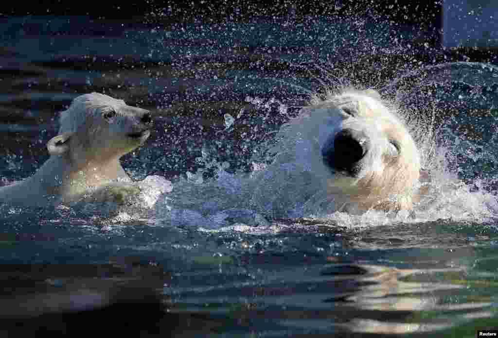 Female Polar bear cub Nanuq plays in the water with it's mother Sesi during it's first presentation to the public to mark the international polar bear day at the zoo of Mulhouse, France.