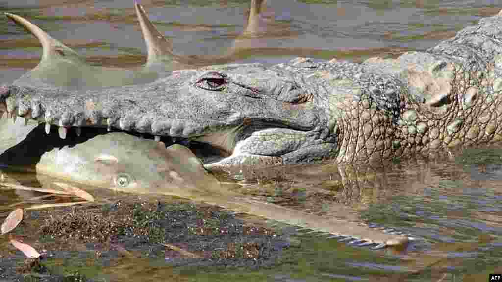 A freshwater crocodile preys on a young sawfish in Western Australia's Fitzroy River. (Photo released by the Department of Parks and Wildlife and Murdoch University)
