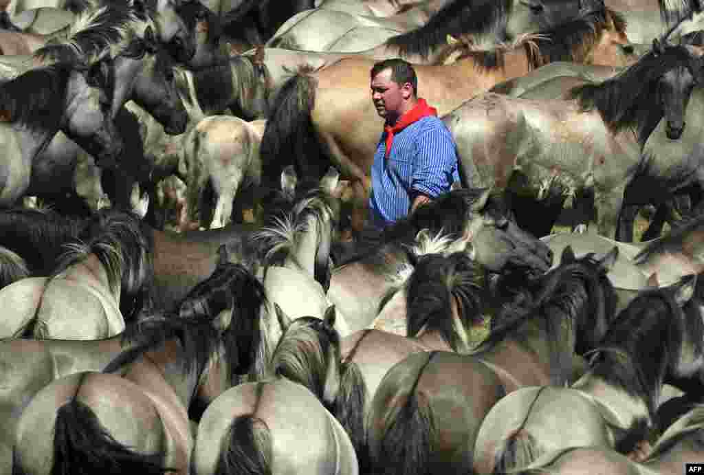 A man takes part in the annual wild horse catch in Duelmen, western Germany.