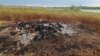 Sewage-polluted lake water kills rhinos, other wildlife in Zimbabwe