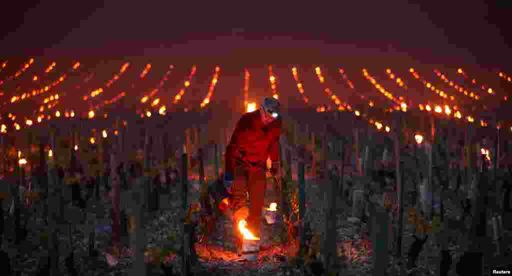Workers and wine growers light heaters early in the morning, to protect vineyards from frost damage outside Chablis, France.
