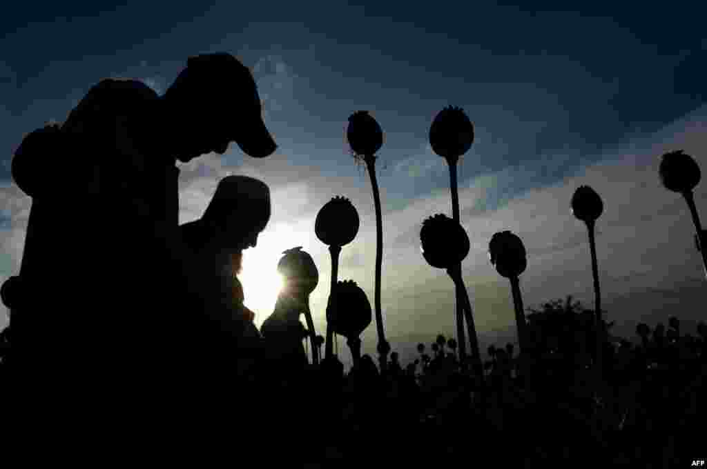 Afghan farmers harvest opium sap from their poppy fields in the Surkh Rod district of Nangarhar province. The U.S. government has spent billions of dollars on a war to eliminate drugs from Afghanistan, but the country still remains the world's top opium producer.