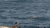 Piratas somalis fotografados pela marinha americana
