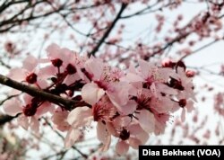 A cherry blossom in Washington, D.C.