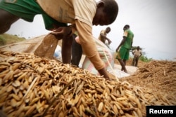 Men harvest rice in a rice field in Nanan, Yamoussoukro, Ivory Coast, Sept. 27, 2014.