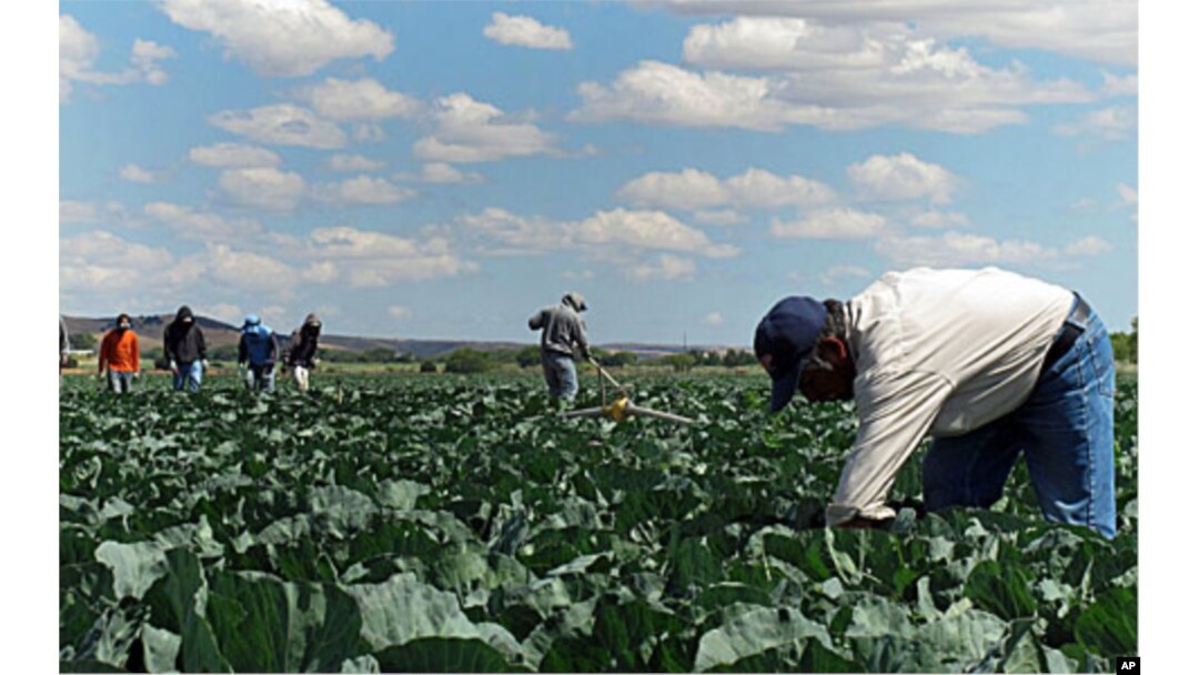 FILE - In this June 1, 2011 photo, indigenous Mexican farm workers cut weeds in a cabbage field near King City, Calif. Many of the farm workers live in nearby Greenfield, where their large presence has caused tensions among the more established residents, many o