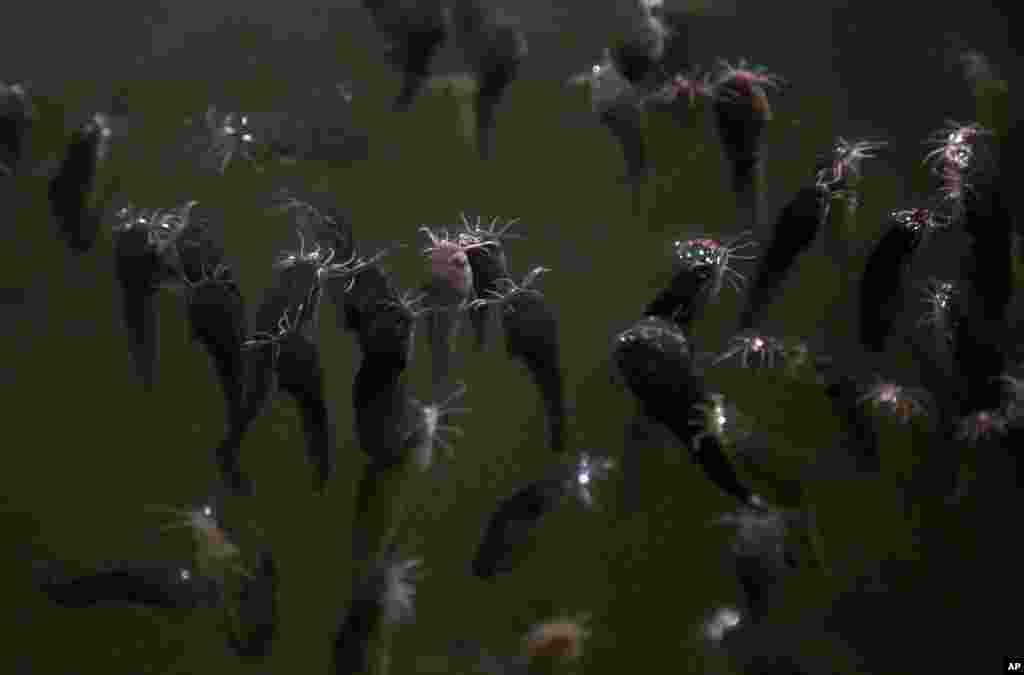 Baby catfish are seen in a tank at a farm in Pyongyang, North Korea.
