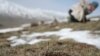 Political Motives Seen in Beijing's Warning on 'Himalayan Viagra'