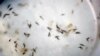 US Weighs More Zika Funding