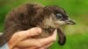 FILE - A four to five-week-old Little Penguin chick is being held near Manly in the Sydney Harbour National Park, Australia, Sept. 4, 2014.