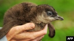 FILE - A four to five-week-old Little Penguin chick is being held near Manly in the Sydney Harbour National Park, Australia, Sept. 4, 2014.