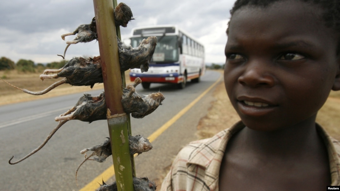 A boy displays boiled rats for sale on the main highway in Malawi's capital Lilongwe June 20, 2009.