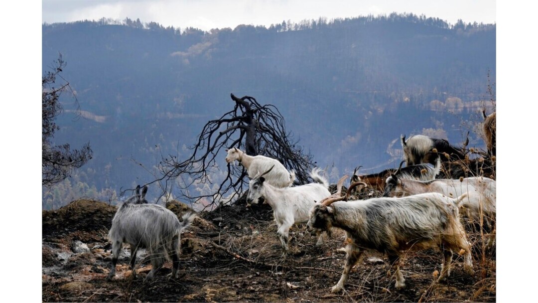 Goats are seen at a burn area near Krioneritis village on Evia island, about 181 kilometers north of Athens, Greece, Aug. 12, 2021.