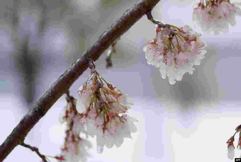 Ice-covered cherry blossoms are seen near the Potomac River in Washington, D.C. Winter Storm Stella dumped snow and sleet across the northeastern United States where thousands of flights were canceled and schools closed, but appeared less severe than initially forecast. 