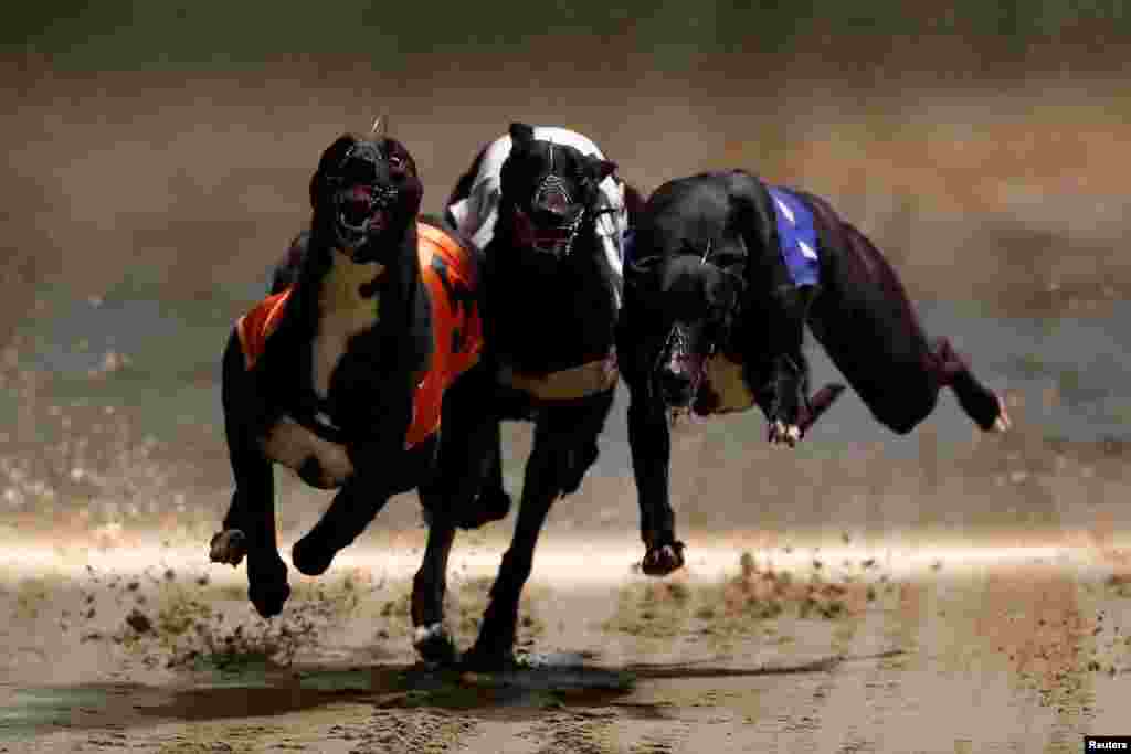 Greyhounds compete during a race at Wimbledon Stadium in London, March 18, 2017.