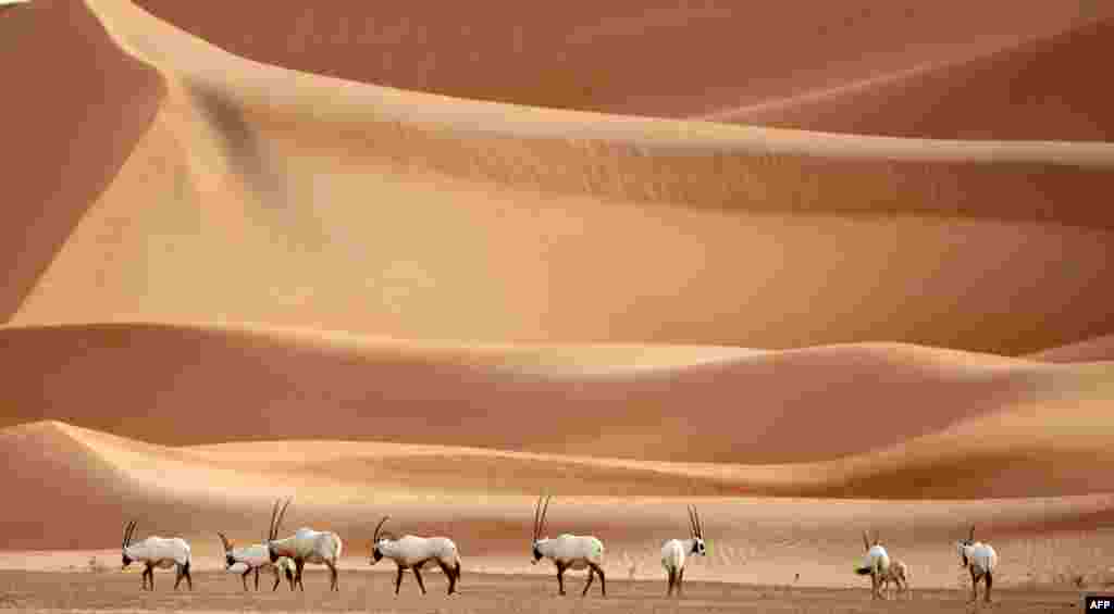 Arabian Oryx are seen at the Arabian Oryx Sanctuary in Um al-Zamool, near the United Arab Emirates' border with Saudi Arabia.