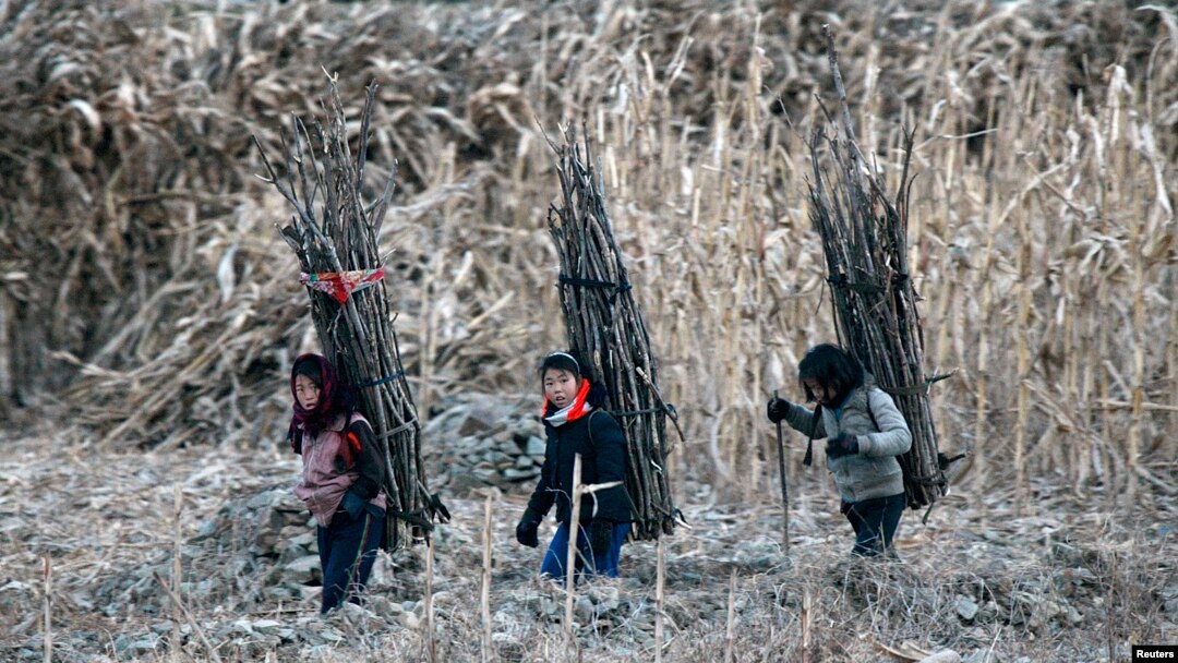 지난달 16일 북-중 접경도시 신의주 압록강변에서 북한 소녀들이 나무를 지고 있다.