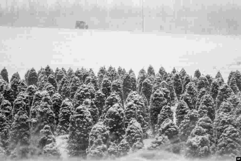 A lone Jeep travels away from a tree farm in Blair, Nebraska. A slow-moving storm that dropped nearly 2 feet of snow in western Nebraska moves east, covering highways and making travel treacherous.