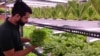New Delhi Hydroponic Farm Flourishes During Pandemic 