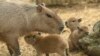 FILE - Capybara pups are pictured next to their mother at the Cali zoo, in Cali, Colombia, on Jan. 6, 2023. 