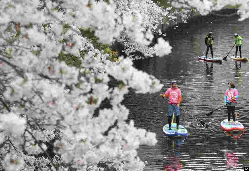People enjoy stand-up paddle boarding near the blooming cherry blossoms along the Oka River in Yokohama, Japan.