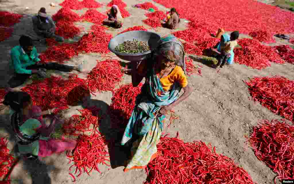 Workers remove stalks from red chilies at a farm on the outskirts of Ahmedabad, India.