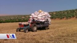 Kantona Efrînê Genimê Cotkaran Dikire û Embar Dike