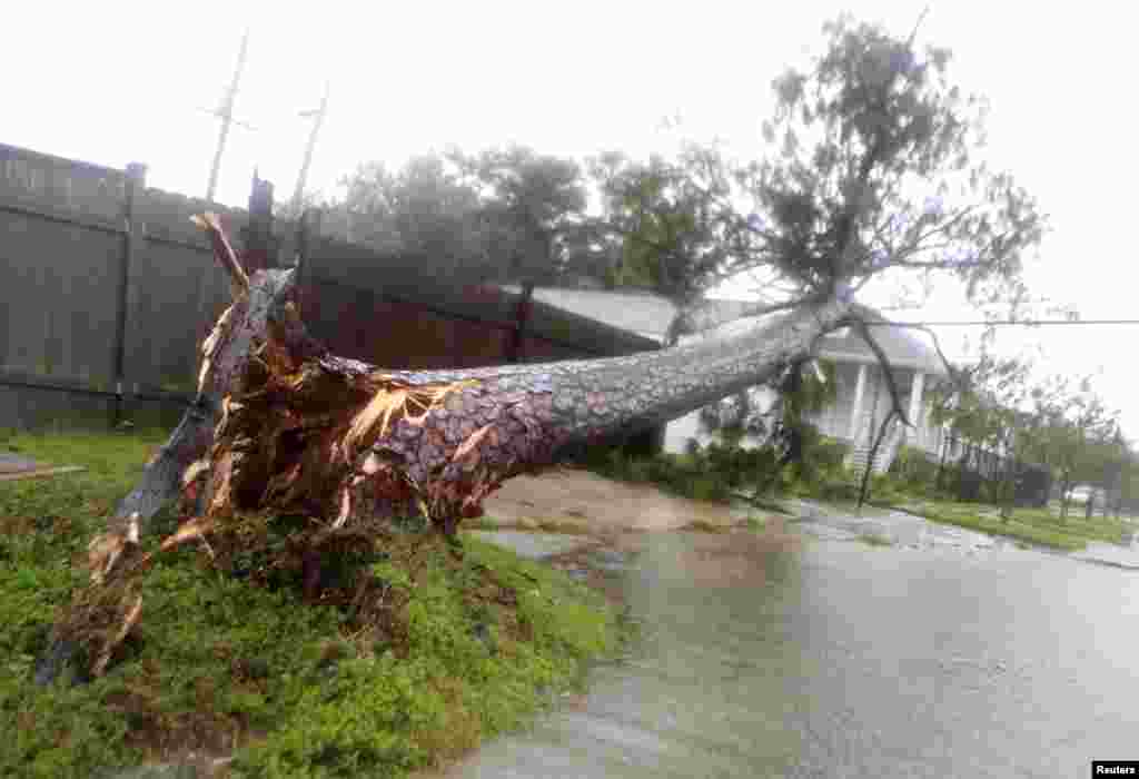 A blown over tree sits on power lines amidst strong wind and rain during Hurricane Isaac in New Orleans, Louisiana August 29, 2012. 