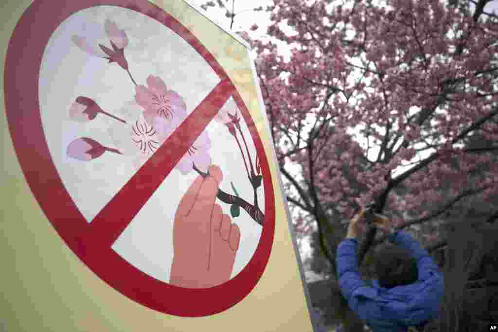 A visitor takes a photo of blooming cherry blossoms next to a "Hands off blooming cherry" sign at Ueno Park in Tokyo.