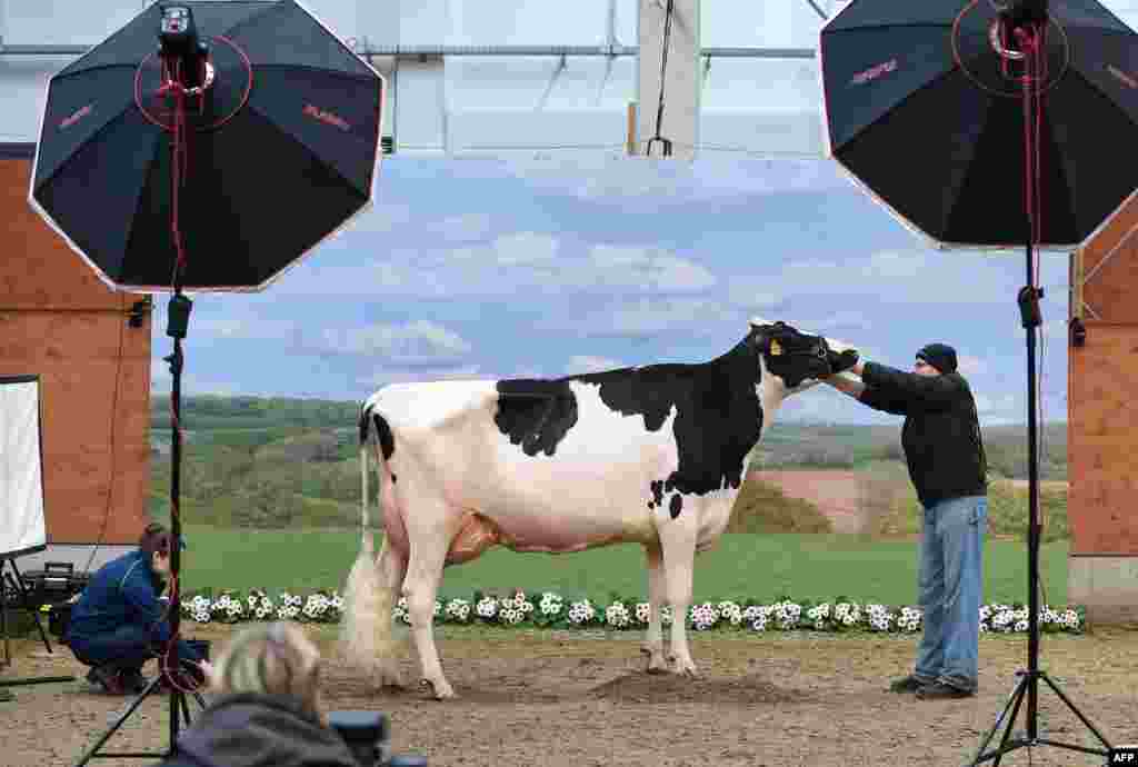 A cow is made ready to be photographed during the 44th edition of the "Schau der Besten" (Show of the Best) dairy cow beauty pageant in Verden an der Aller, northwestern Germany.