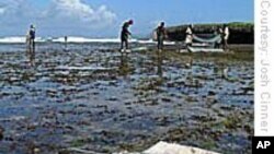 Pescado não chega. Pescadores e focas em concorrencia
