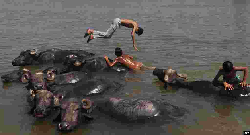 Indian youths play in the water with their herd of buffaloes in the Tawi River on a hot day on the outskirts of Jammu.
