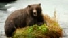 Naman Daji Bear.