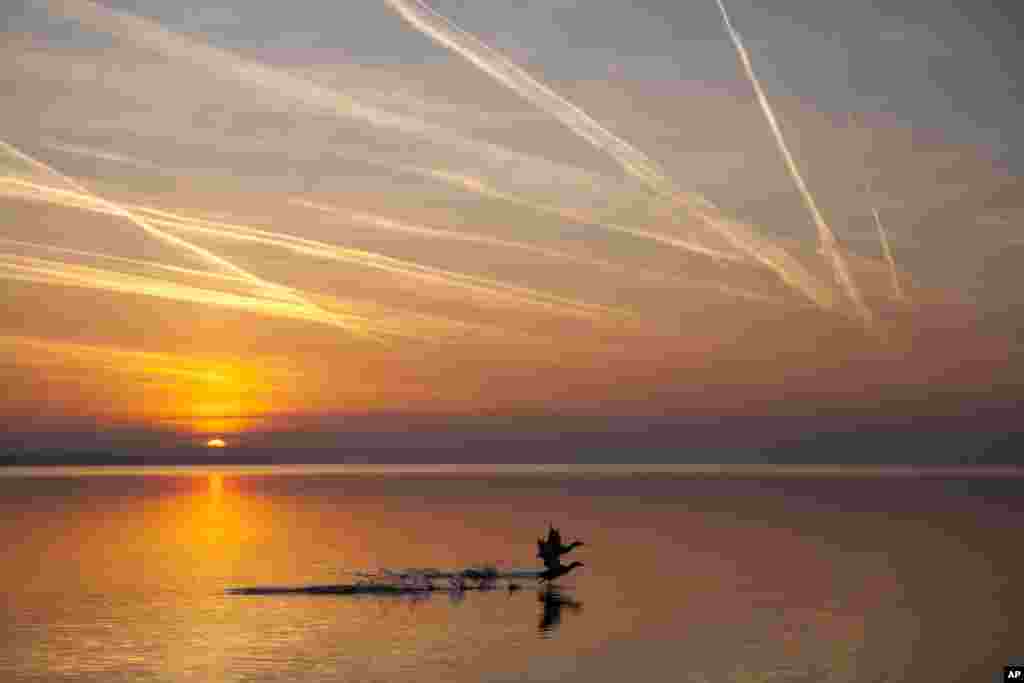 Wild ducks take off from the water of Lake Balaton under a sky streaked by contrails during sunrise in Keszthely, 182 kms southwest of Budapest, Hungary.