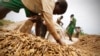 Ivory Coast on Quest to Become West Africa's Rice Bowl