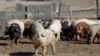 Scientist Move Closer to Pig-human Organ Transplants