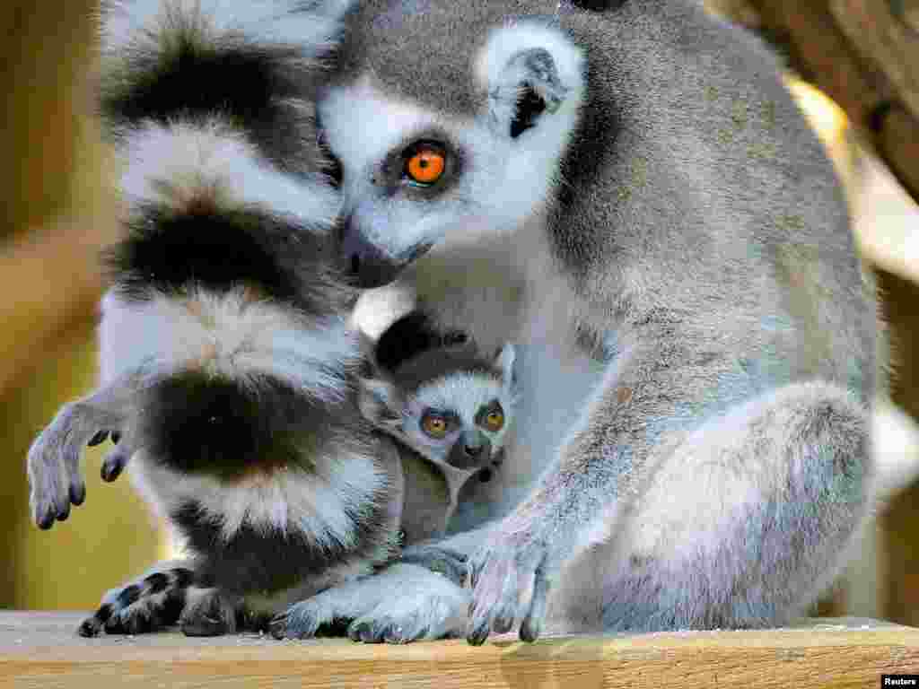 A Lemur catta cub is seen with its mother at Schoenbrunn Zoo in Vienna, Austria, March 22, 2017.