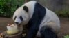 Dabbar Panda