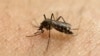 Scientists Infect Volunteers With Zika in Hunt for Vaccines, Treatments 