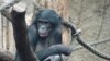 Scientist Kay Prufer and his colleagues studied this female bonobo called Ulindi, who lives in the Leipzig Zoo in Germany, to help map the bonobo genome. (&#169; MPI for Evolutionary Anthropology)