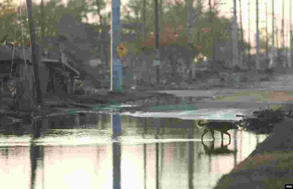 Stray dog in New Orleans' Lower 9th Ward following Hurricane Katrina. (Andrea Booher/FEMA photo, Oct. 22, 2005)
