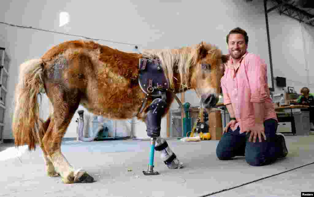 Derrick Campana kneels beside Angel Marie, a three-legged mini horse who wears a prosthetic leg made by Campana, at Animal Ortho Care in Sterling, Virginia, March 27, 2017.