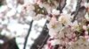 Cherry Blossoms Are Signs of Spring, Hope in Washington