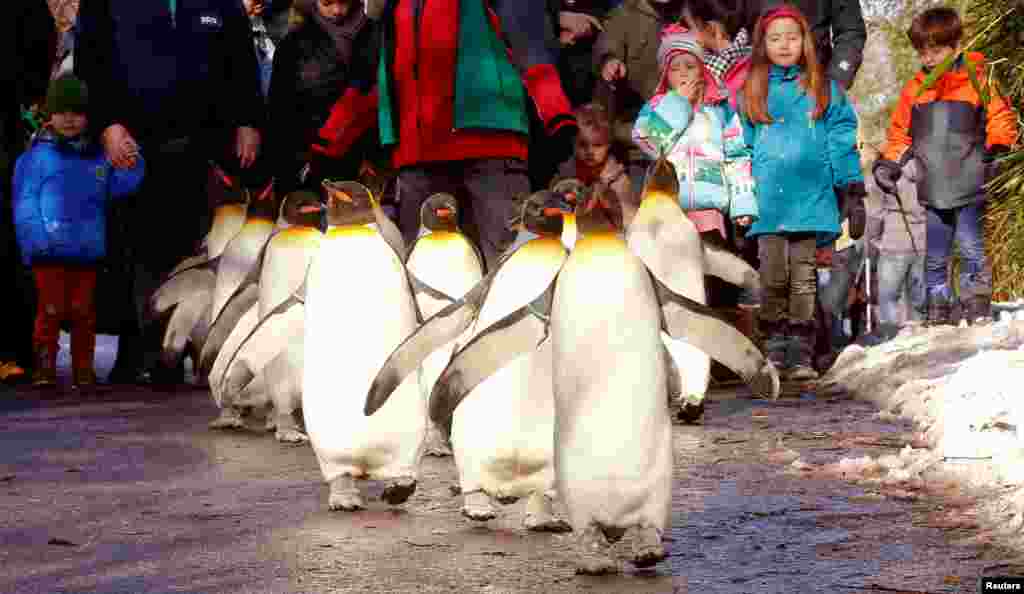People follow king penguins exploring their outdoor pen, during a so-called 'penguin parade', when the animals walk outside their enclosure and the visitors can walk behind them, at Zurich's Zoo in Zurich, Switzerland, Jan. 28, 2017.