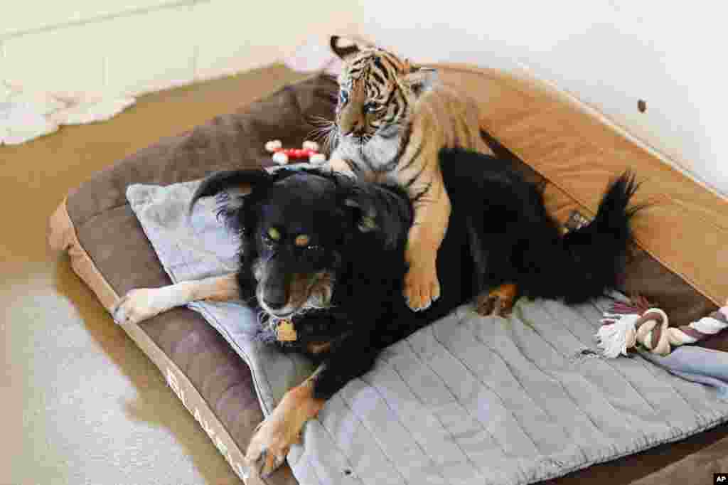 A Malaysian tiger cub plays with resident nursery dog, Blakely, at the Cincinnati Zoo & Botanical Gardens.